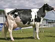 Cow Breeding Business Plan: Necessary Documents, Equipment, Costs and Profits