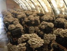Выращивание вешенок в домашних условиях — грибное царство!