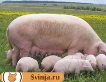 Levering og mottak av griser Hvor mye kan du selge en gris for?