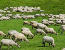 Everything a farmer should know about sheep breeding