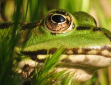 How to Start a Frog Breeding Business Edible Frogs