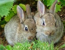 Raising rabbits at home as a way to replenish your budget
