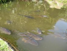 Breeding fish in a pond: a costly start with great prospects