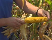 Business idea of ​​growing corn