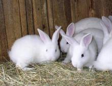 Vi lager en forretningsplan for avl av kaniner